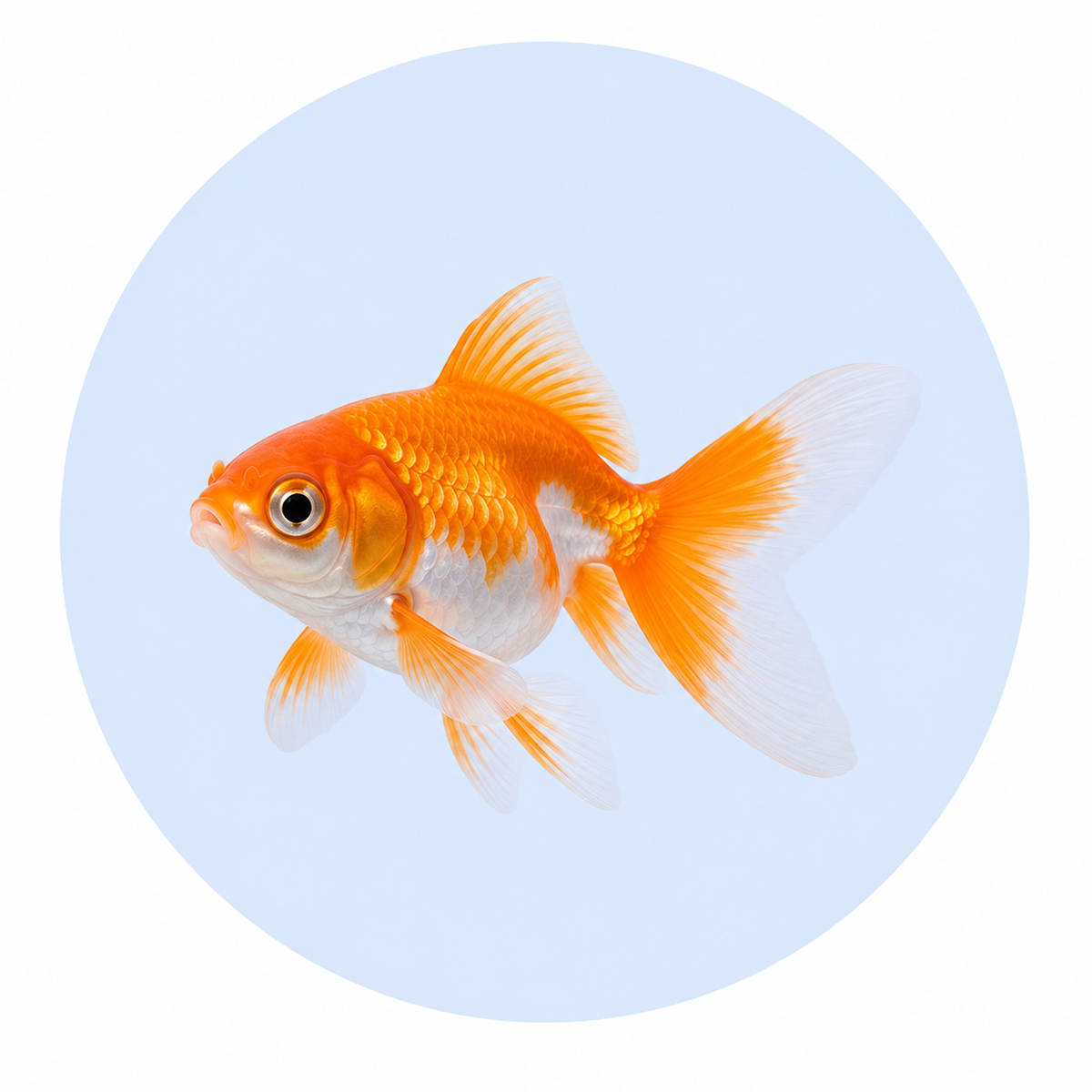 AQUARIUM FISH
