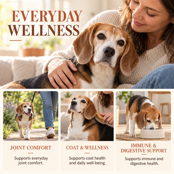 Senior Dog Supplement Powder